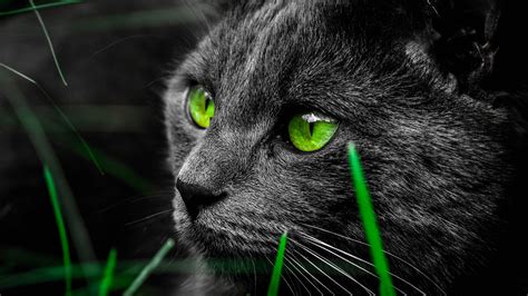 yeux de chat vert dans le noir-Haute Qualité HD Fond d'écran Aperçu ...