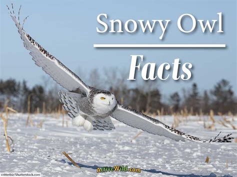 All About Snowy Owls: Facts, Pictures & In-Depth Information