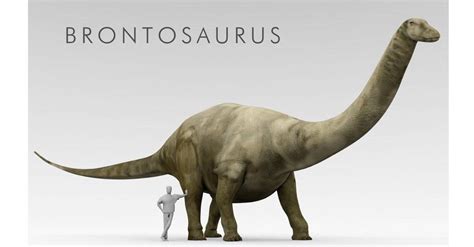 Apatosaurus vs Brontosaurus: Is There a Difference? - A-Z Animals