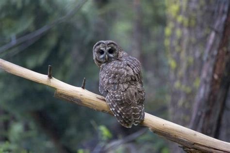 48 best Yosemite Wildlife images on Pinterest | Wildlife, Biologist and Owl