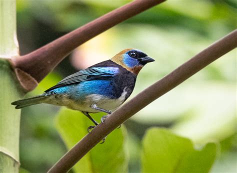 Cockscomb Basin Wildlife Sanctuary - Belize