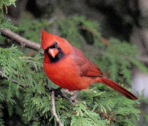 BARRY the BIRDER: Rare Yellow Northern Cardinal becoming less rare