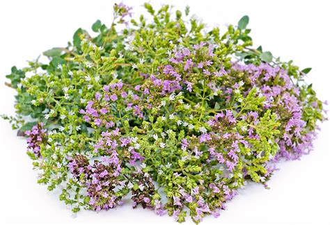 Oregano Flowers Information and Facts