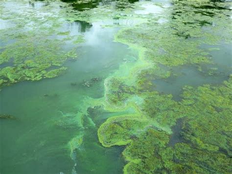 Researchers search for clues to toxic algae blooms | MPR News