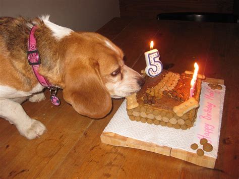 Beagle Cake Recipe | 1001doggy.com