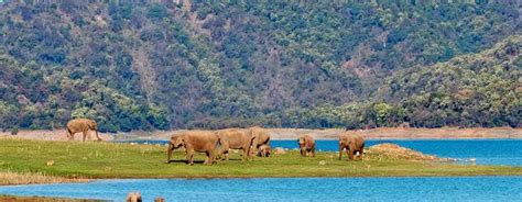 Best Time To Visit Jim Corbett National Park For Tourists!