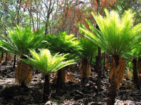 Cycads and Plants: Cycad: 1x Cycas media -Australian Sago- Rare Cycas Cycad Palm -no Seeds