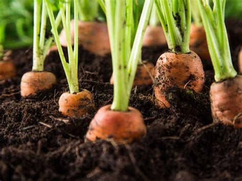 Learn How To Grow Carrots In The Garden