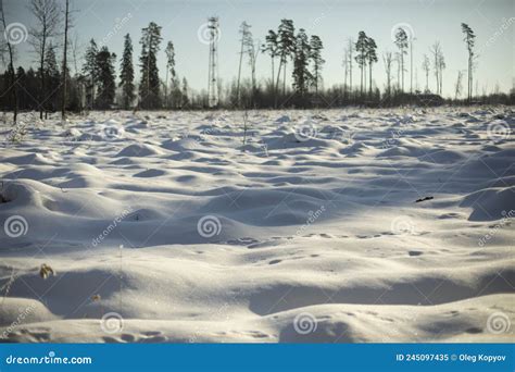 Winter Field and Forest. Landscape on Deforestation Stock Image - Image ...