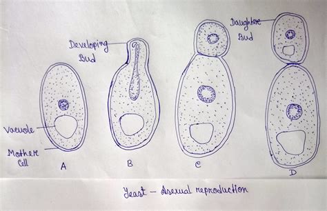 A student observed a permanent slide showing asexual reproduction in yeast. Draw diagrams of the ...