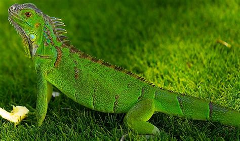 Where Do Green Iguanas Live? - WorldAtlas