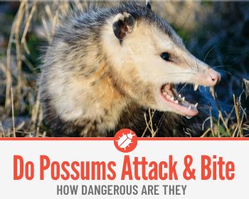 Do Possums Attack and Bite People – Are they Dangerous? - Pests Hero