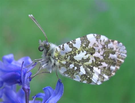 Orange-Tip Butterfly - Anthocharis cardamines