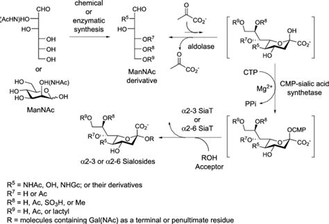 Synthesis of Glycolipids | SpringerLink