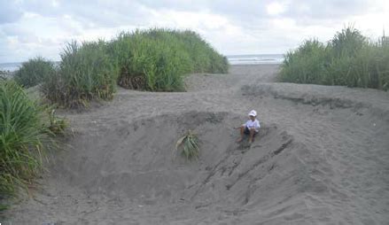 Sand dunes at Parangtritis beach | Download Scientific Diagram