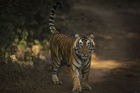 Sariska and Ranthambore National Park Tiger Safari Comparison