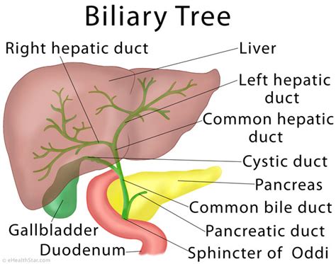 Liver Anatomy, Location and Function - eHealthStar