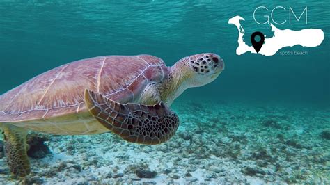 Swim with Sea Turtles in Grand Cayman | Spotts Beach - YouTube