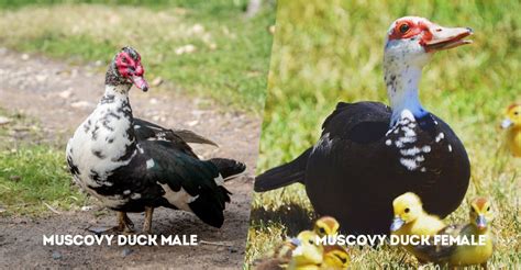 Muscovy Duck Male Vs Female: (Male and Female Identification) - The Worlds Rarest Birds