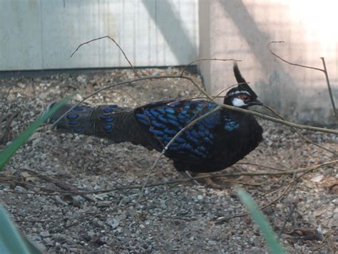 Palawan peacock-pheasant - ZooChat