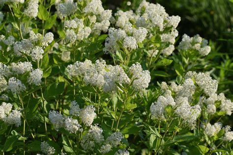 Growing Companions for New Jersey Tea - Happy Wren Gardens