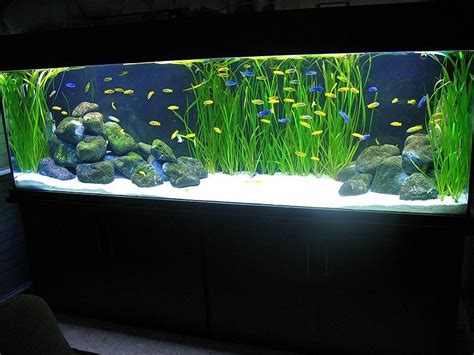 another cool cichlid tank | Tropical fish aquarium, Fish aquarium ...