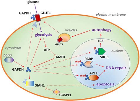 Frontiers | GAPDH in neuroblastoma: Functions in metabolism and survival