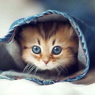 Cute Cats