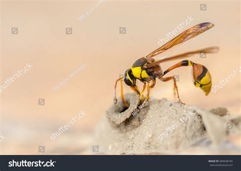 868 Potter Wasp Images, Stock Photos & Vectors | Shutterstock