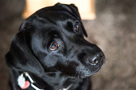 Top 150 Female Black Lab Names | PetPress