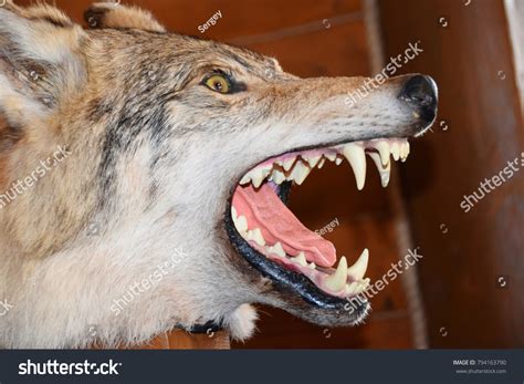 8 Wolf Den Night Images, Stock Photos & Vectors | Shutterstock