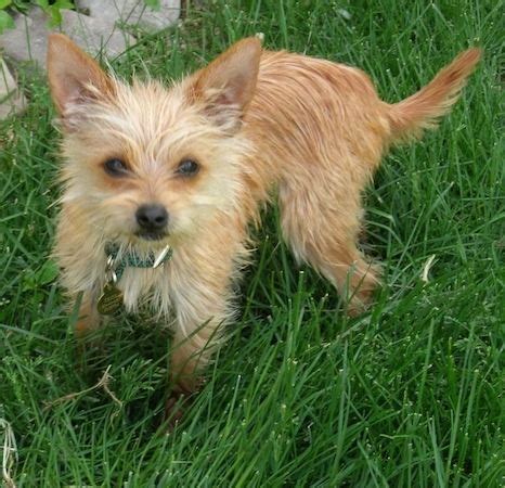 Chorkie Dog Breed Pictures, 1