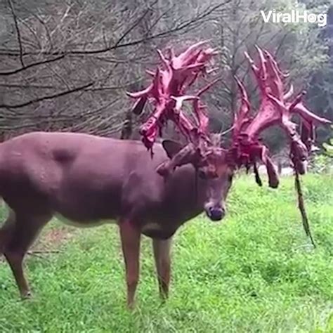 Stag Shedding Antler Velvet Looks Horrifying | Deer shedding their antler velvet looks like ...