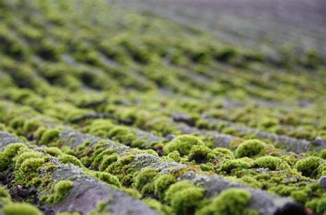 Moss Removal | Alaskan Seamless Gutters