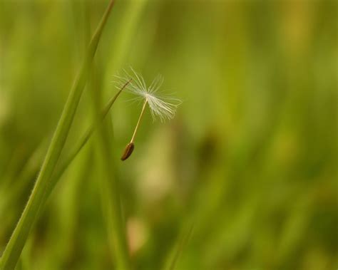 Wallpaper : insect, flying, wildlife, dandelion, seeds, flower, flora, close up, macro ...