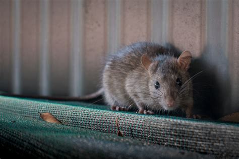 If a rat burrows around your house? | A1 Exterminators