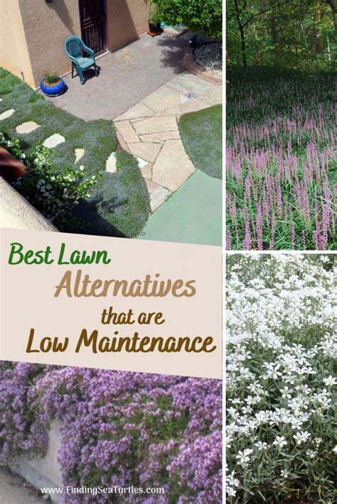 Best Low Maintenance Lawn Alternatives