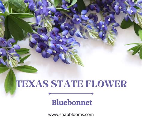 Texas State Flower - Bluebonnet - SnapBlooms Blogs