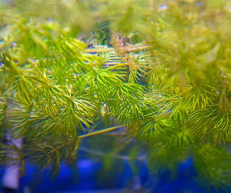 How to Plant Hornwort IN Aquarium? - Our Aquariums