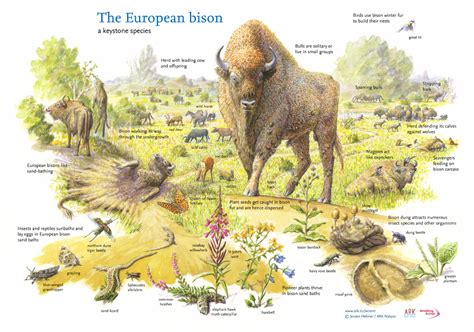 The European Bison: a gastronomic giant | Rewilding Europe