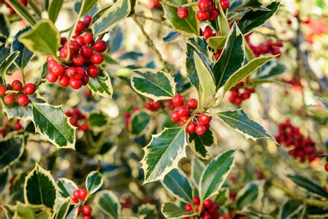 Shrubs that Look Good in December - BBC Gardeners World Magazine