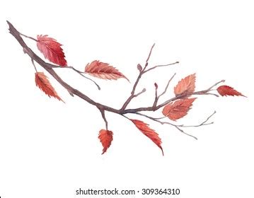 Watercolor Autumn Tree Branch Hand Drawn Stock Illustration 309364310 | Shutterstock