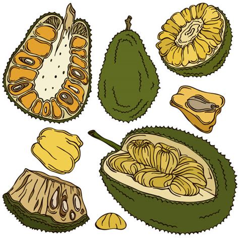 Best Jackfruit Illustrations, Royalty-Free Vector Graphics & Clip Art ...