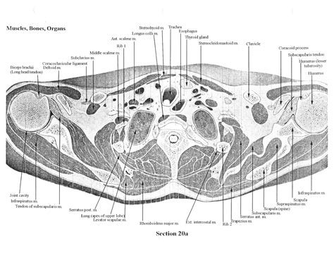 Cross-sectional Human Anatomy