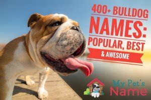 400+ Bulldog Names: Awesome, Cool and Popular Names For Bully Breeds | My Pet's Name