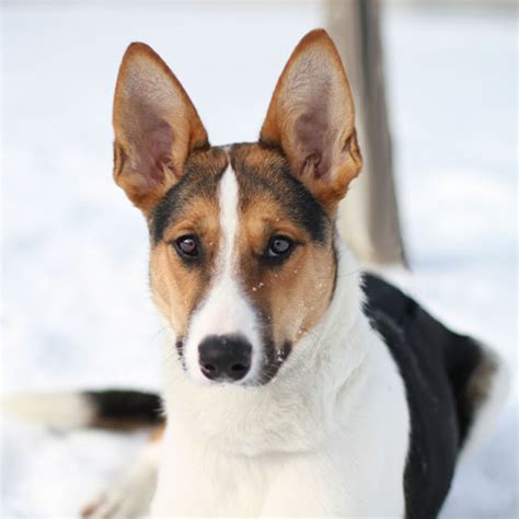 Foxy - Basenji Collie mix