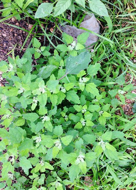 The Weed that Wasn’t: Lambsquarters - Sustainable Food Center