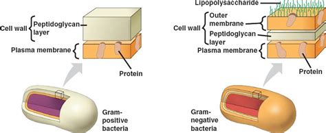 prokaryote_wall.html 27_03CellWall.jpg