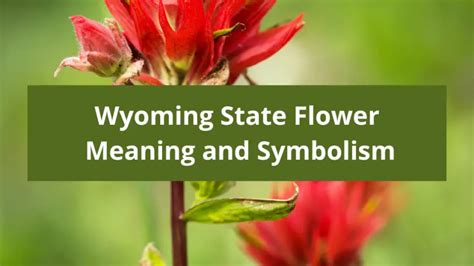 Wyoming State Flower: Indian Paintbrush, Meaning and Symbolism