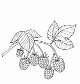 Berries coloring Pages To Download And Print For Free sketch template